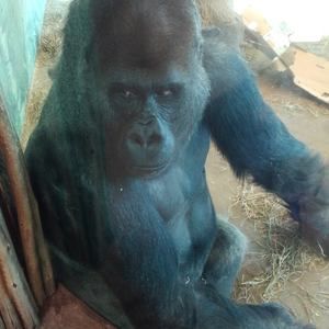 Meet your Posher, Henry